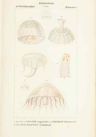 Reproducción/Reproduction 7780717764: Atlas de zoologie :. Paris :Germer Bailliere,1844.
