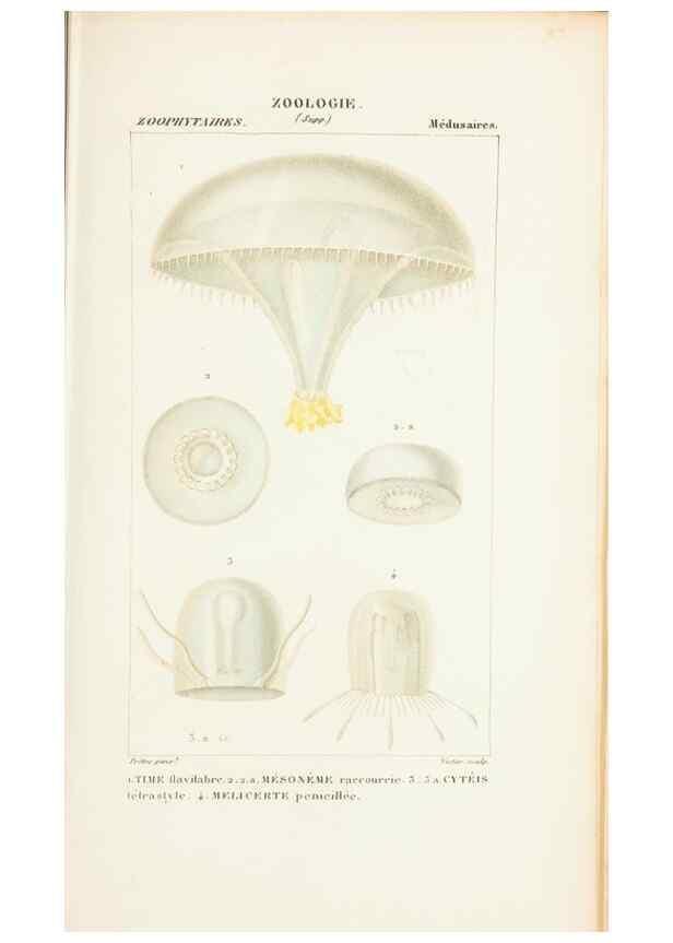Reproducción/Reproduction 7780718444: Atlas de zoologie :. Paris :Germer Bailliere,1844.