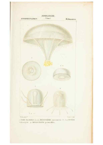 Reproducción/Reproduction 7780718444: Atlas de zoologie :. Paris :Germer Bailliere,1844.