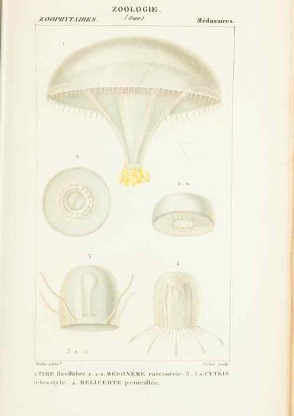 Reproducción/Reproduction 7780718444: Atlas de zoologie :. Paris :Germer Bailliere,1844.