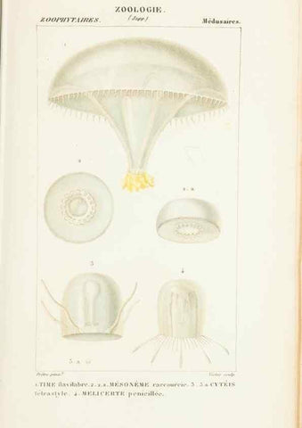 Reproducción/Reproduction 7780718444: Atlas de zoologie :. Paris :Germer Bailliere,1844.