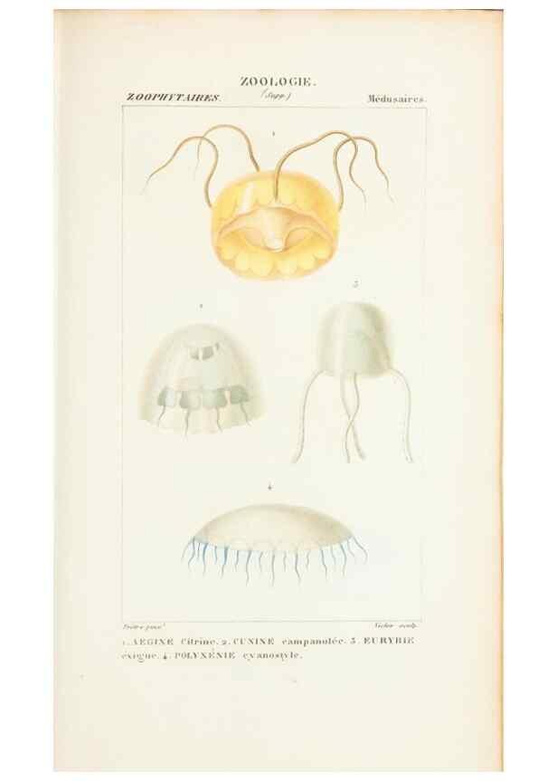 Reproducción/Reproduction 7780719242: Atlas de zoologie :. Paris :Germer Bailliere,1844.