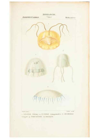 Reproducción/Reproduction 7780719242: Atlas de zoologie :. Paris :Germer Bailliere,1844.