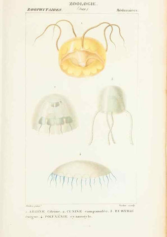 Reproducción/Reproduction 7780719242: Atlas de zoologie :. Paris :Germer Bailliere,1844.