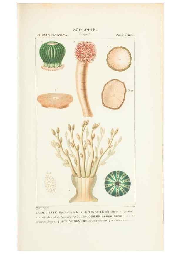 Reproducción/Reproduction 7780719974: Atlas de zoologie :. Paris :Germer Bailliere,1844.