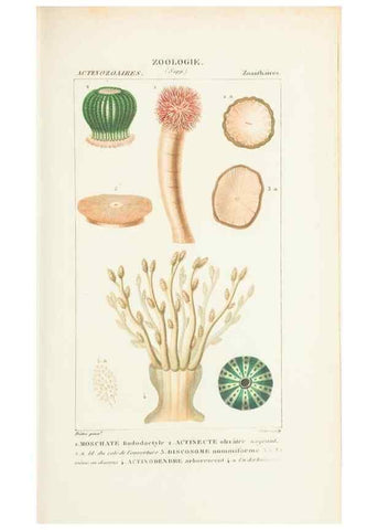 Reproducción/Reproduction 7780719974: Atlas de zoologie :. Paris :Germer Bailliere,1844.