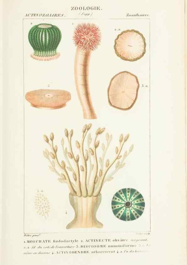 Reproducción/Reproduction 7780719974: Atlas de zoologie :. Paris :Germer Bailliere,1844.
