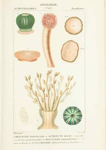 Reproducción/Reproduction 7780719974: Atlas de zoologie :. Paris :Germer Bailliere,1844.