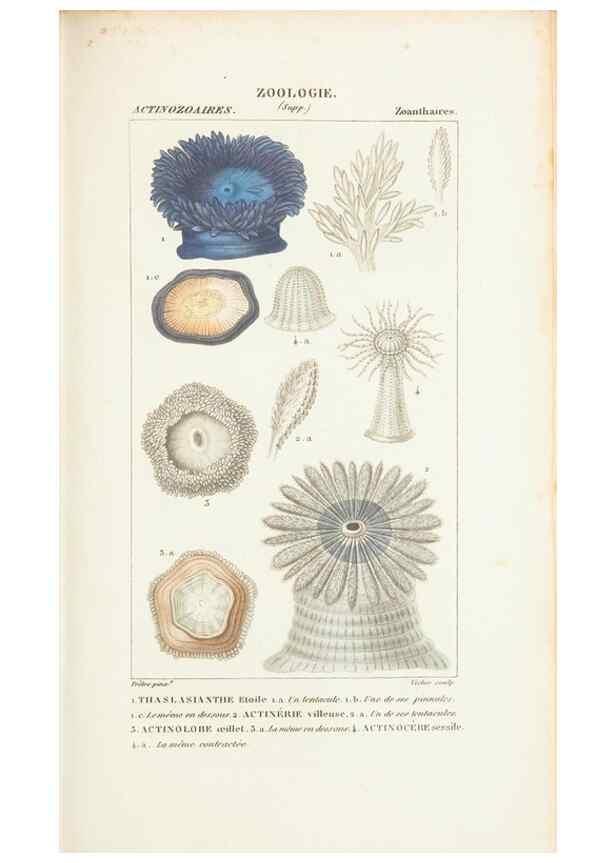 Reproducción/Reproduction 7780720798: Atlas de zoologie :. Paris :Germer Bailliere,1844.