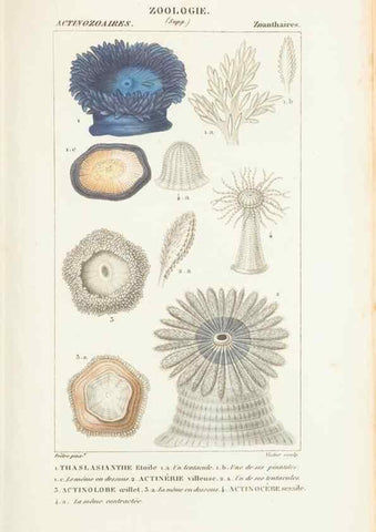 Reproducción/Reproduction 7780720798: Atlas de zoologie :. Paris :Germer Bailliere,1844.