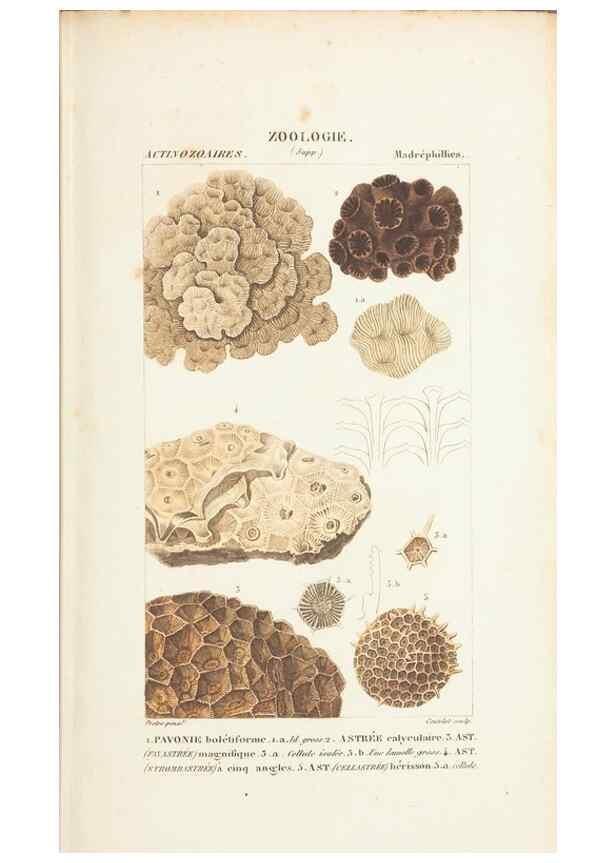 Reproducción/Reproduction 7780721638: Atlas de zoologie :. Paris :Germer Bailliere,1844.