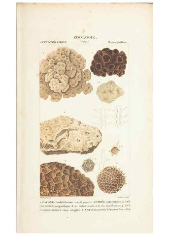 Reproducción/Reproduction 7780721638: Atlas de zoologie :. Paris :Germer Bailliere,1844.