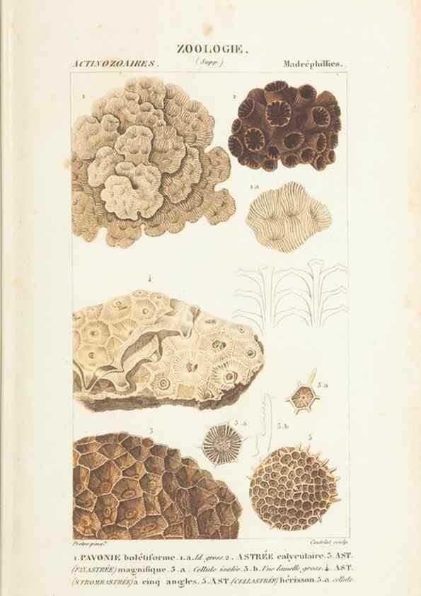 Reproducción/Reproduction 7780721638: Atlas de zoologie :. Paris :Germer Bailliere,1844.