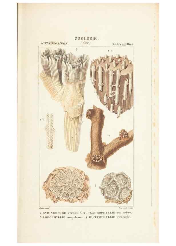 Reproducción/Reproduction 7780722530: Atlas de zoologie :. Paris :Germer Bailliere,1844.