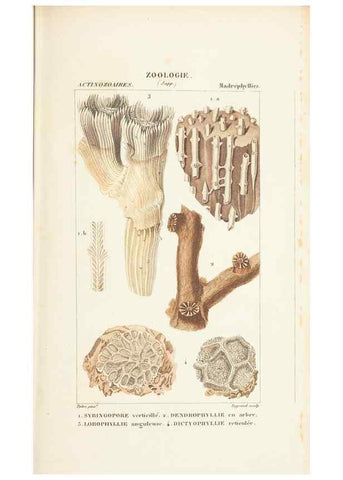 Reproducción/Reproduction 7780722530: Atlas de zoologie :. Paris :Germer Bailliere,1844.