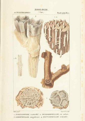 Reproducción/Reproduction 7780722530: Atlas de zoologie :. Paris :Germer Bailliere,1844.