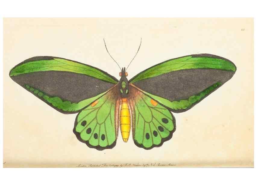 Reproducción/Reproduction 7780962930: The naturalists' miscellany :. London :Printed for Nodder & co,1789.