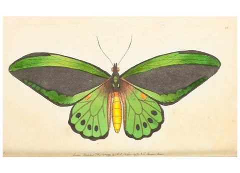 Reproducción/Reproduction 7780962930: The naturalists' miscellany :. London :Printed for Nodder & co,1789.