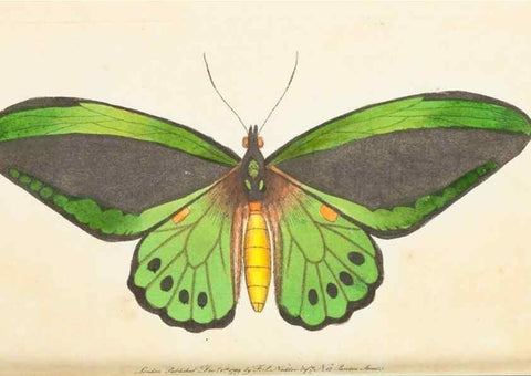 Reproducción/Reproduction 7780962930: The naturalists' miscellany :. London :Printed for Nodder & co,1789.