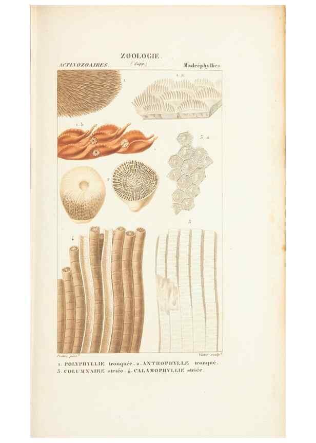 Reproducción/Reproduction 7780723544: Atlas de zoologie :. Paris :Germer Bailliere,1844.