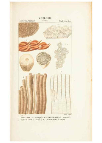 Reproducción/Reproduction 7780723544: Atlas de zoologie :. Paris :Germer Bailliere,1844.