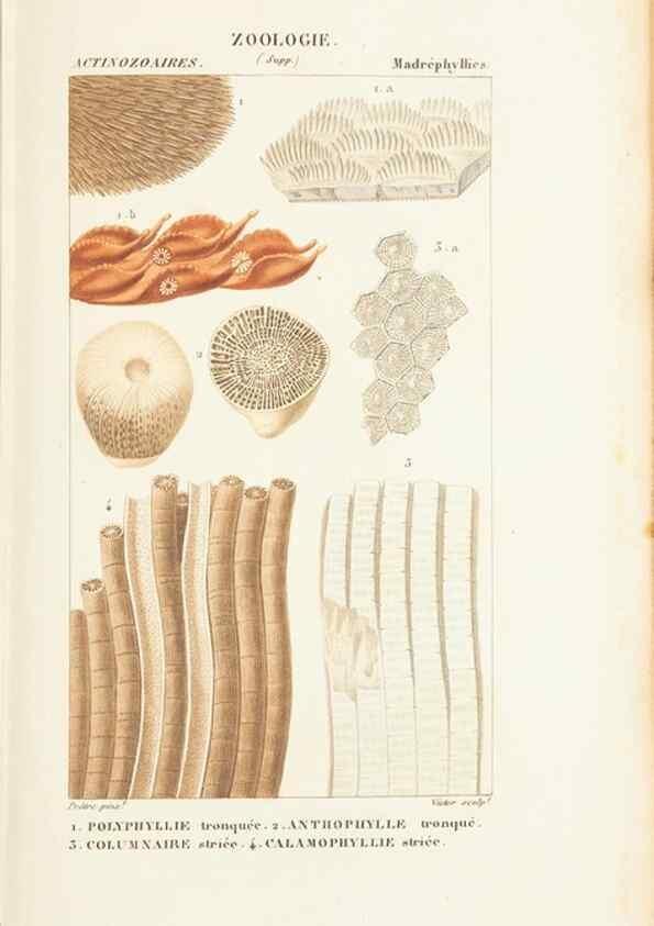 Reproducción/Reproduction 7780723544: Atlas de zoologie :. Paris :Germer Bailliere,1844.