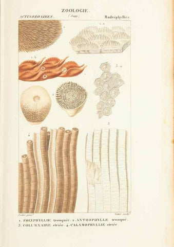 Reproducción/Reproduction 7780723544: Atlas de zoologie :. Paris :Germer Bailliere,1844.