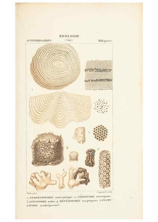 Reproducción/Reproduction 7780725848: Atlas de zoologie :. Paris :Germer Bailliere,1844.