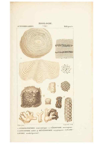 Reproducción/Reproduction 7780725848: Atlas de zoologie :. Paris :Germer Bailliere,1844.