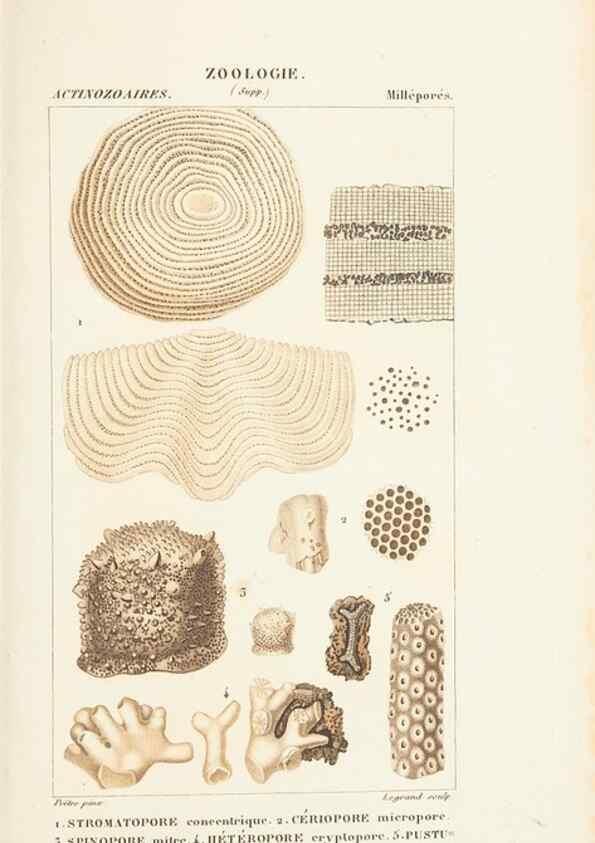 Reproducción/Reproduction 7780725848: Atlas de zoologie :. Paris :Germer Bailliere,1844.
