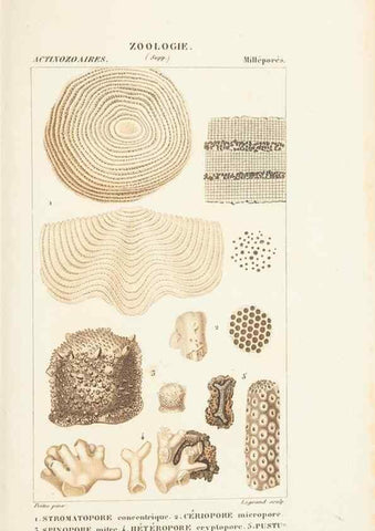 Reproducción/Reproduction 7780725848: Atlas de zoologie :. Paris :Germer Bailliere,1844.