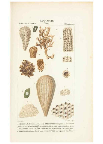 Reproducción/Reproduction 7780726636: Atlas de zoologie :. Paris :Germer Bailliere,1844.