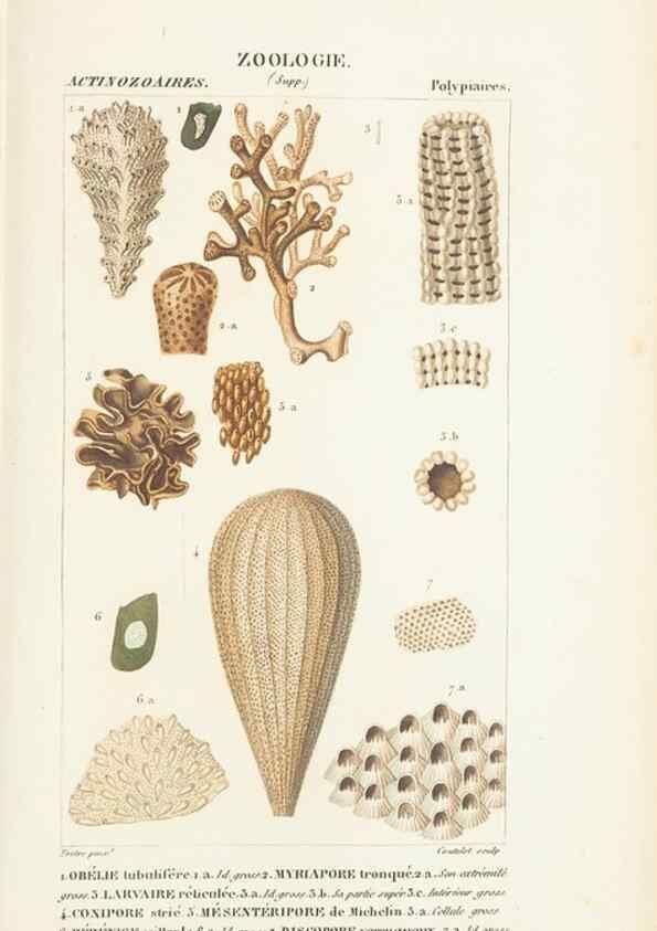 Reproducción/Reproduction 7780726636: Atlas de zoologie :. Paris :Germer Bailliere,1844.