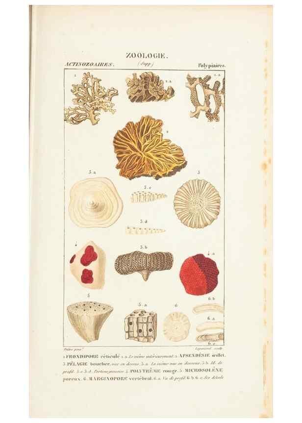 Reproducción/Reproduction 7780727336: Atlas de zoologie :. Paris :Germer Bailliere,1844.