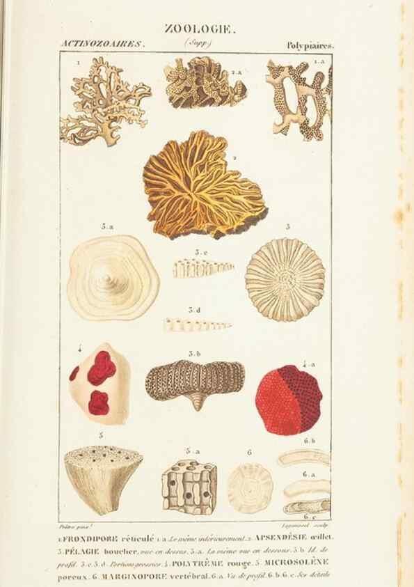 Reproducción/Reproduction 7780727336: Atlas de zoologie :. Paris :Germer Bailliere,1844.