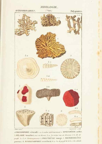 Reproducción/Reproduction 7780727336: Atlas de zoologie :. Paris :Germer Bailliere,1844.
