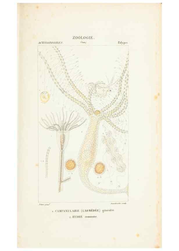 Reproducción/Reproduction 7780727974: Atlas de zoologie :. Paris :Germer Bailliere,1844.