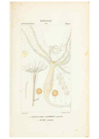 Reproducción/Reproduction 7780727974: Atlas de zoologie :. Paris :Germer Bailliere,1844.
