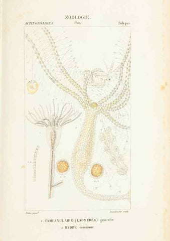 Reproducción/Reproduction 7780727974: Atlas de zoologie :. Paris :Germer Bailliere,1844.