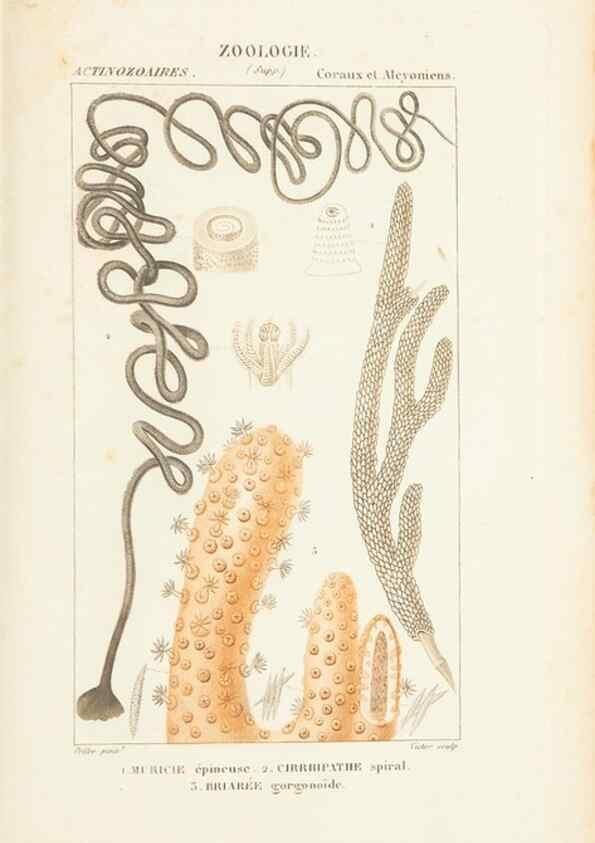 Reproducción/Reproduction 7780728616: Atlas de zoologie :. Paris :Germer Bailliere,1844.