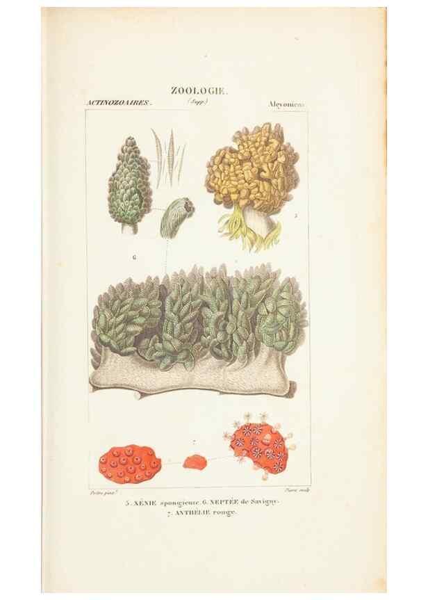 Reproducción/Reproduction 7780729470: Atlas de zoologie :. Paris :Germer Bailliere,1844.