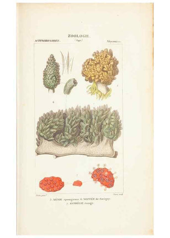 Reproducción/Reproduction 7780729470: Atlas de zoologie :. Paris :Germer Bailliere,1844.