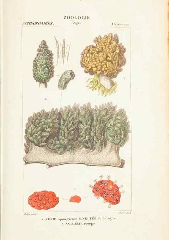 Reproducción/Reproduction 7780729470: Atlas de zoologie :. Paris :Germer Bailliere,1844.