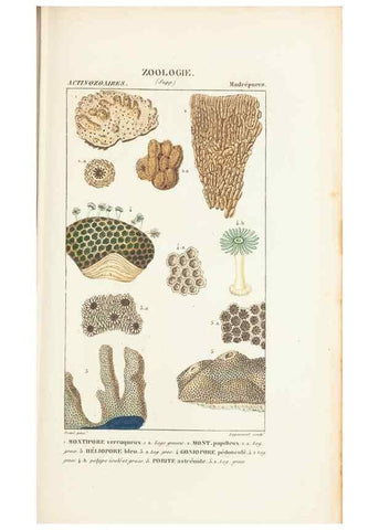 Reproducción/Reproduction 7780724336: Atlas de zoologie :. Paris :Germer Bailliere,1844.