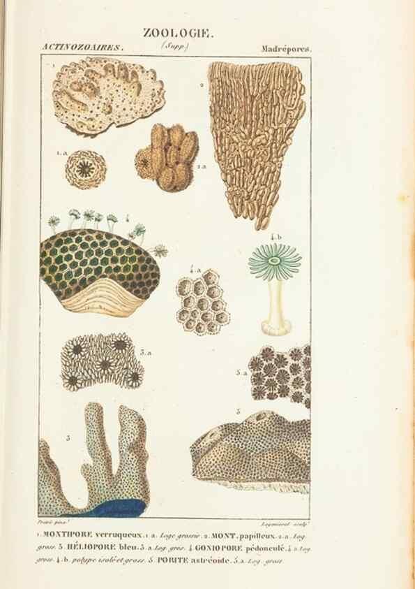 Reproducción/Reproduction 7780724336: Atlas de zoologie :. Paris :Germer Bailliere,1844.