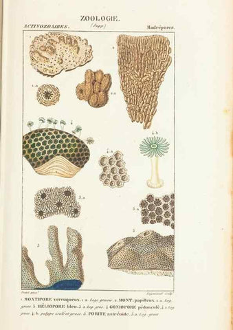 Reproducción/Reproduction 7780724336: Atlas de zoologie :. Paris :Germer Bailliere,1844.