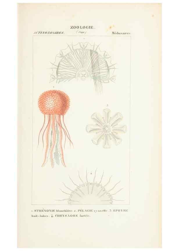 Reproducción/Reproduction 7780717020: Atlas de zoologie :. Paris :Germer Bailliere,1844.