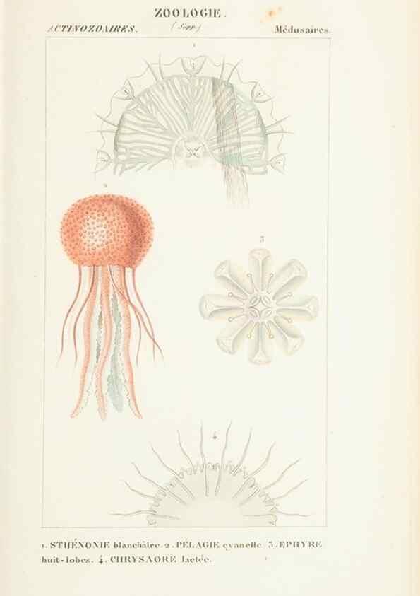 Reproducción/Reproduction 7780717020: Atlas de zoologie :. Paris :Germer Bailliere,1844.