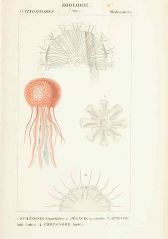 Reproducción/Reproduction 7780717020: Atlas de zoologie :. Paris :Germer Bailliere,1844.