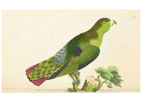 Reproducción/Reproduction 7780963746: The naturalists' miscellany :. London :Printed for Nodder & co,1789.